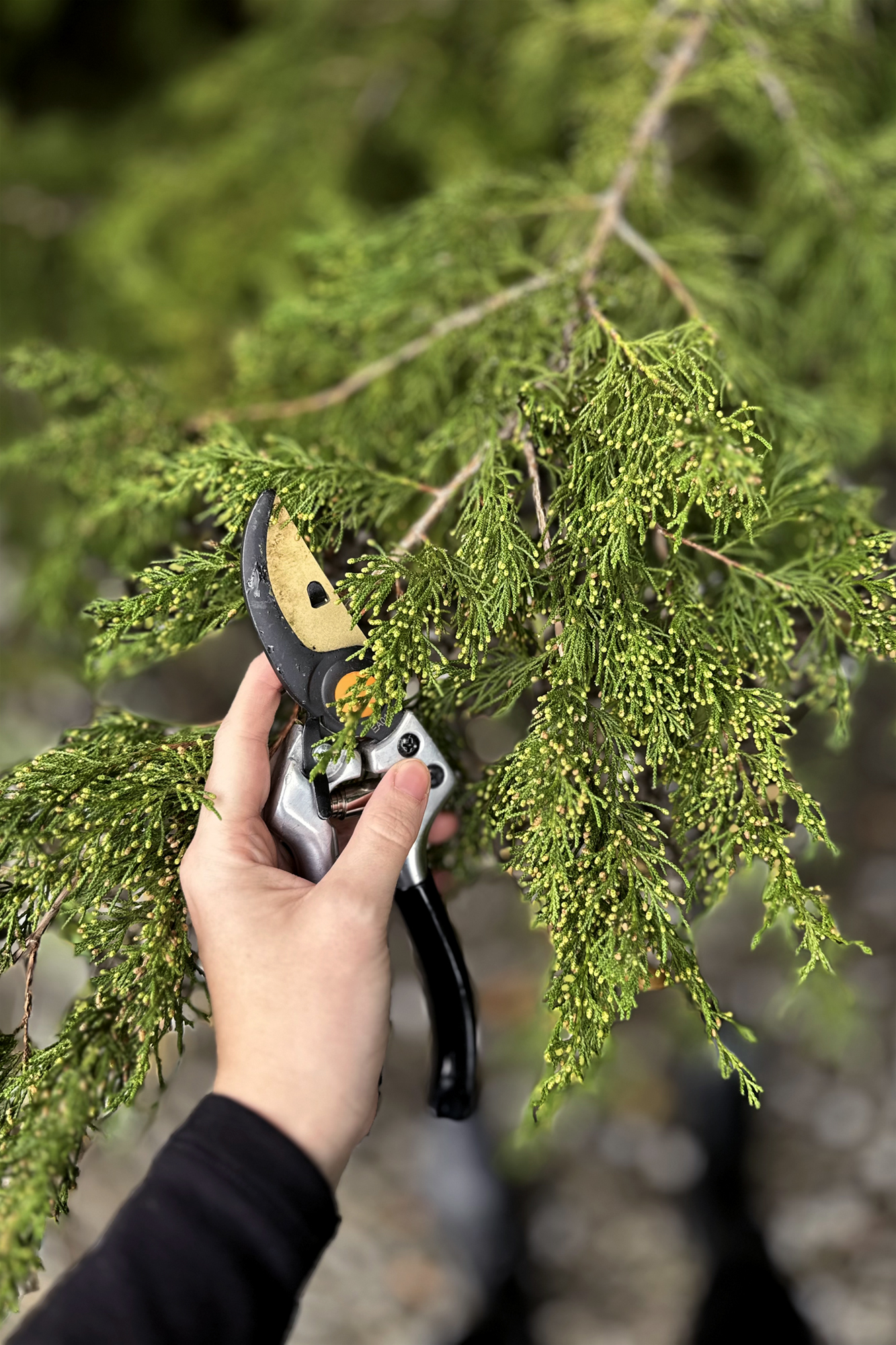 pruning shears and a close up of juniper tree branches