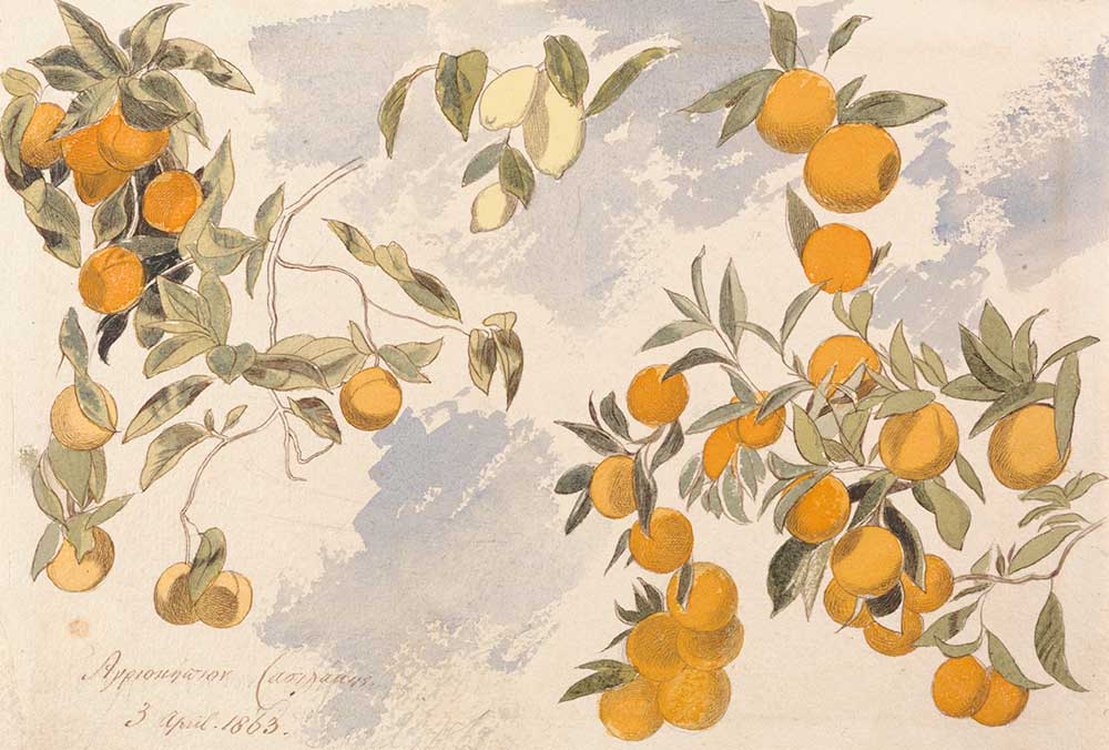 free vintage botanical illustration by Edward Lear entitled “Fruit trees, 3 April 1863” showing a sketch of citrus fruit on a tree