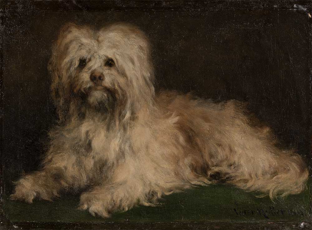 free vintage dog painting by Victor Mueller entitled “The Seidenpinscher Puss”
