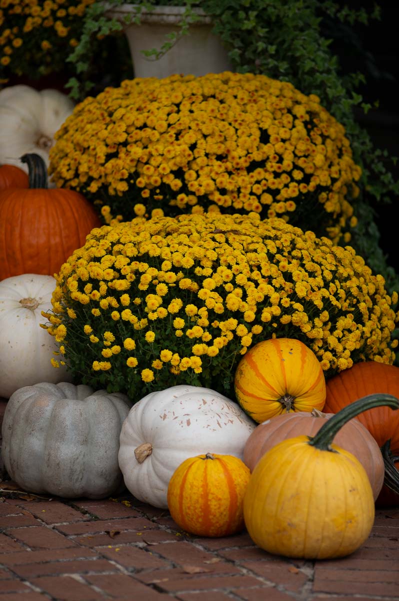 mums front porch fall displays with yellow mums and orange, yellow and whilte pumpkins.