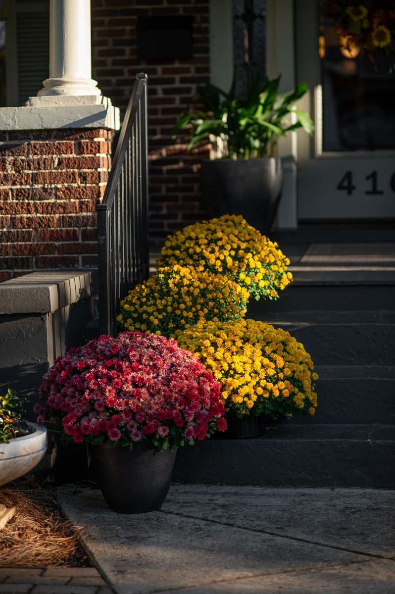 southern fall front porch decor using yellow and pink fall mums resting on the front steps of a historic home