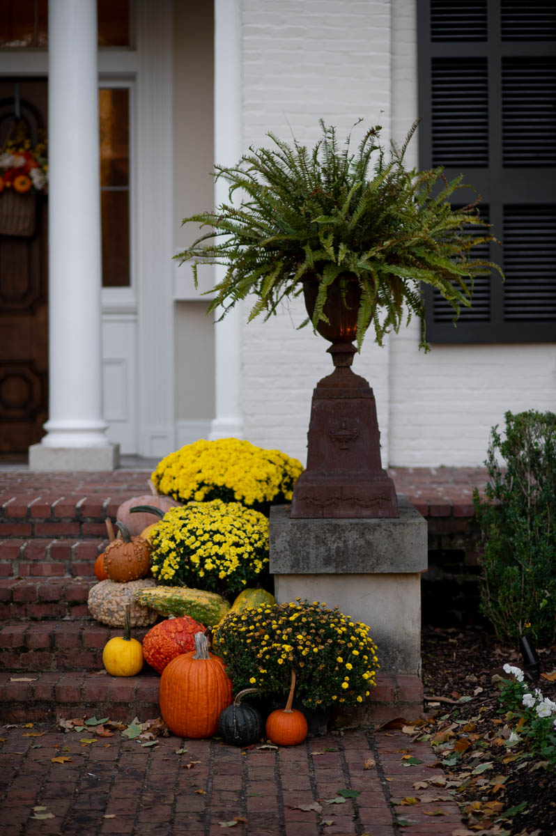 southern fall porch decorating ideas utilizing vintage fall urns for front porch filled with ferns and surrounded by mums and pumpkins.
