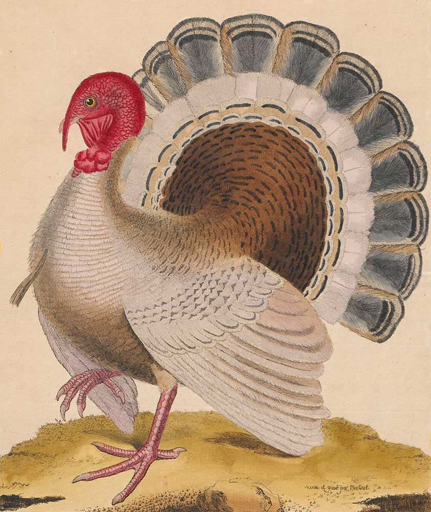Vintage lithograph of a turkey by François-Nicolas Martinet entitled "Meleagris Gallopavo - Le Dindon"