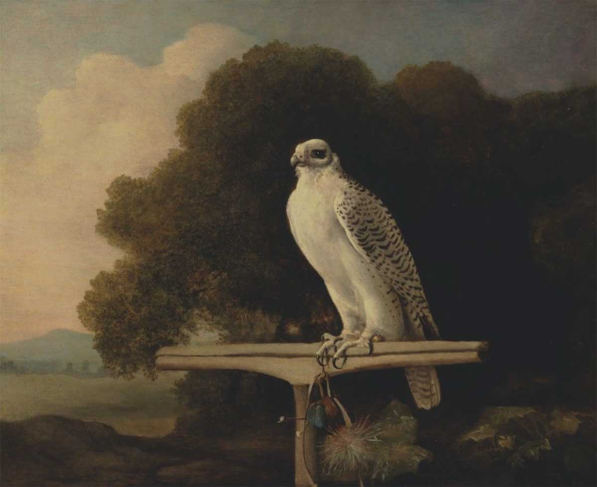 free vintage english country house art of a greenland falcon hunting bird