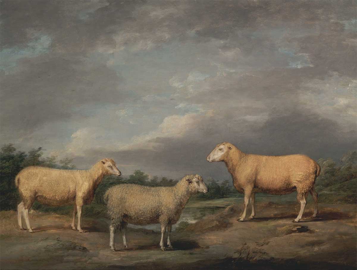 free vintage sheep art showing three sheep in a pasture in the english countryside