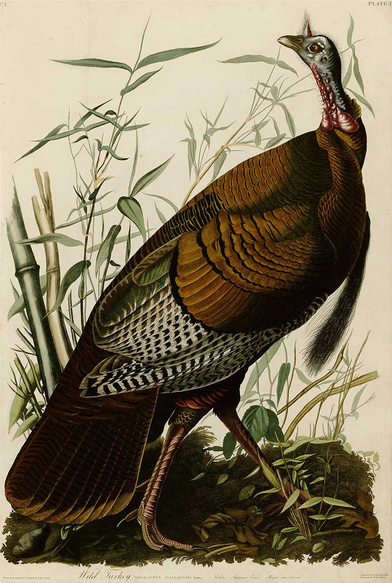 John James Audubon "Plate 1 of Birds of America - Wild Turkey"