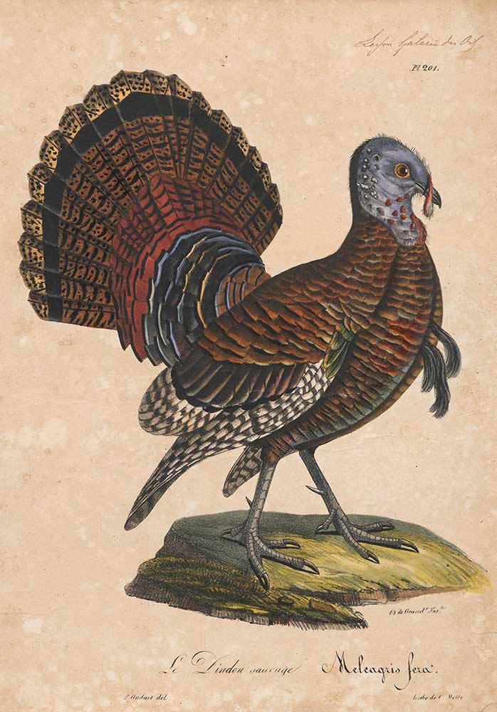 vintage turkey print by Oudart/Motte entitled "Meleagris americana (Wild Turkey)"