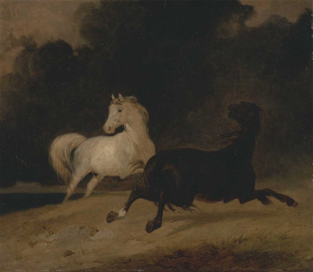 free vintage horse art showing a back horse and a white horse prancing in a british  painting