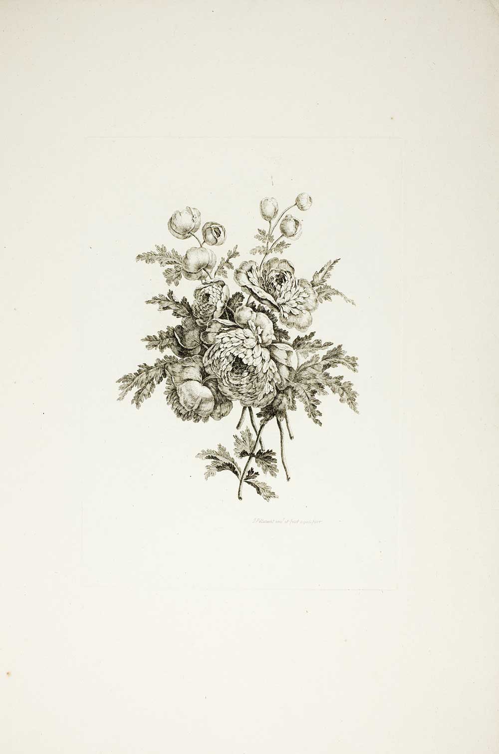 free vintage illustration of a bouquet of peonies by Pierre-Charles Canot