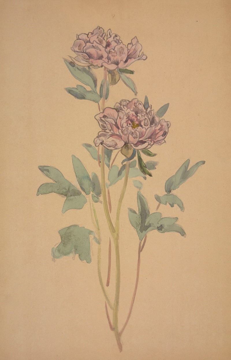 free vintage watercolor painting of two pink peonies by George Auriol entitled "Pivoines"