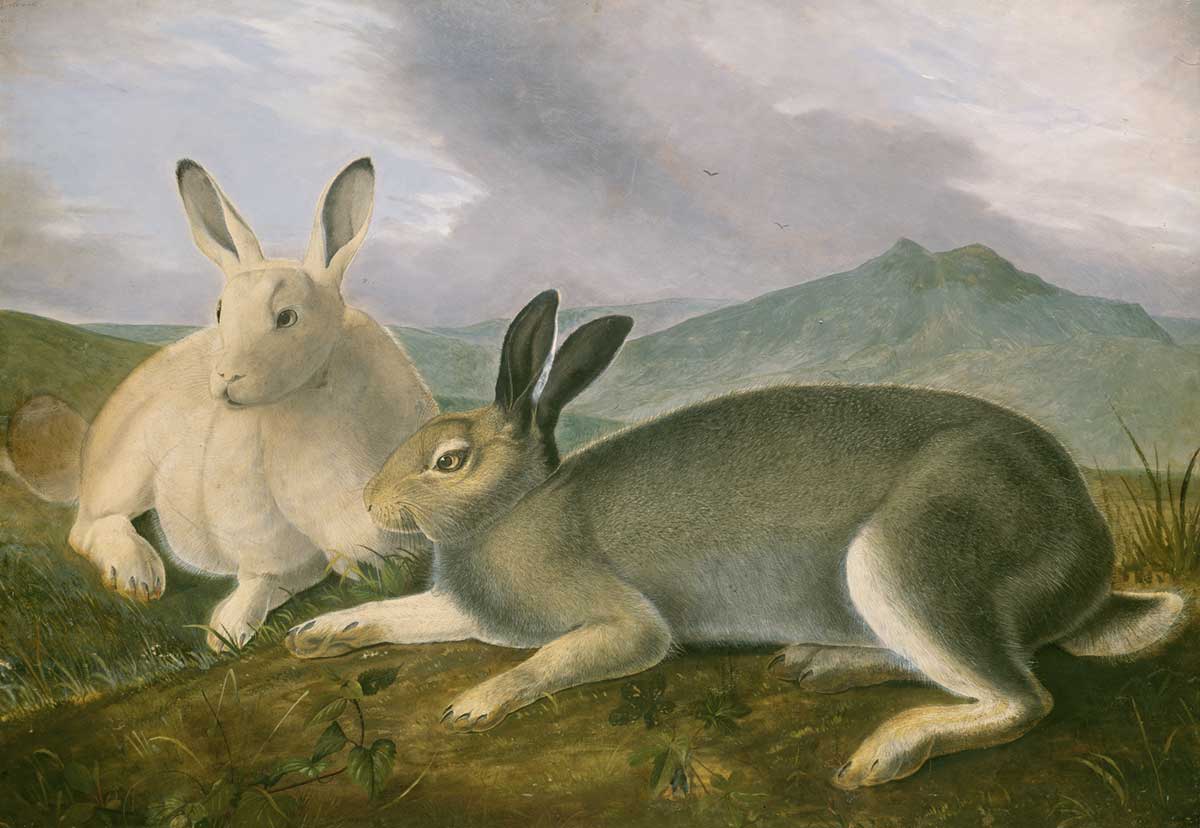 free vintage easter bunny painting by John James Audubon entitled "Arctic Hare"