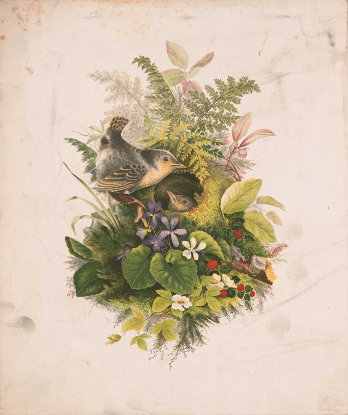 free vintage spring bird illustration by   L. Prang & Co. after Olive E. Whitney entitled "Wren's nest and ferns"