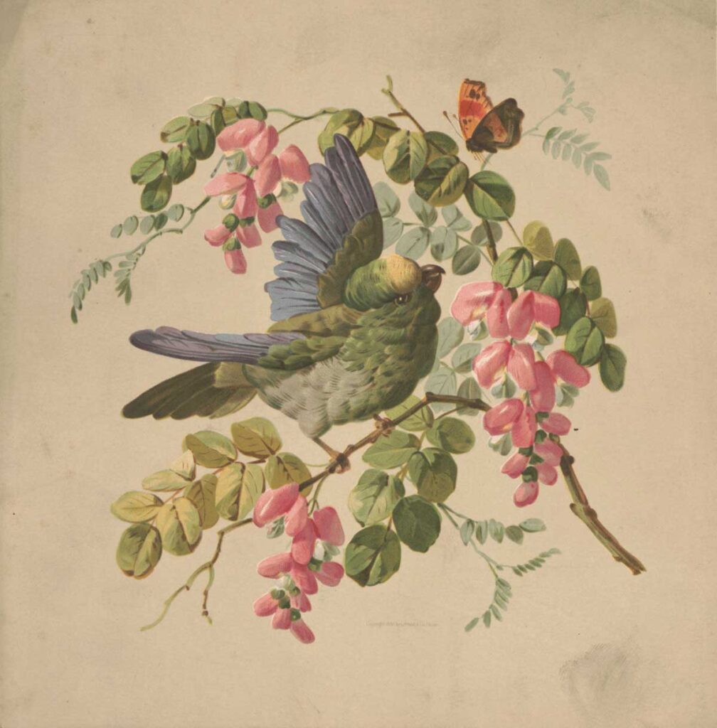 free vintage spring bird illustration by Louis Prang & Co. entitled "Green Parrot and Acacia" for spring home decor