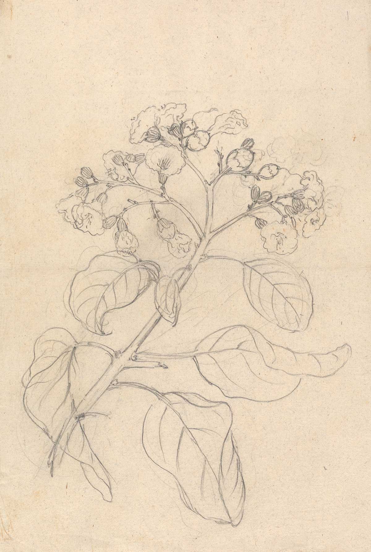 free vintage spring flower drawing by Luigi Balugani entitled "Cordia Abyssinica"