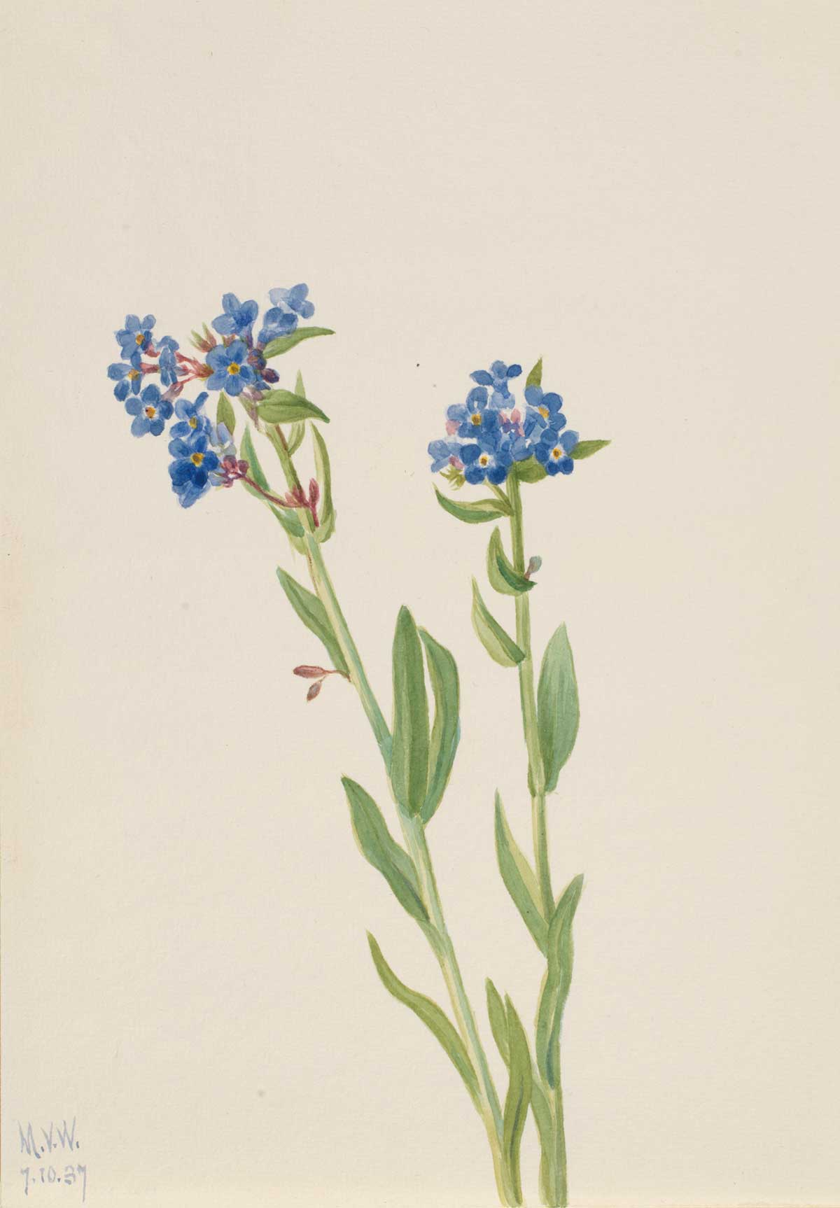 free vintage flower art botanical watercolor study by Mary Vaux Walcott entitled "Alpine Forget-Me-Not (Myosotis alpestris)"