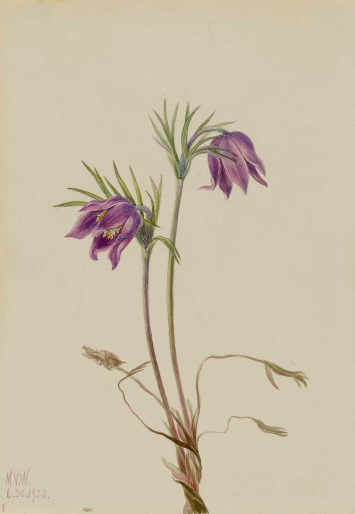 free vintage flower art botanical watercolor study by Mary Vaux Walcott entitled "American Pasqueflower (Pulsatilla ludoviciana)"