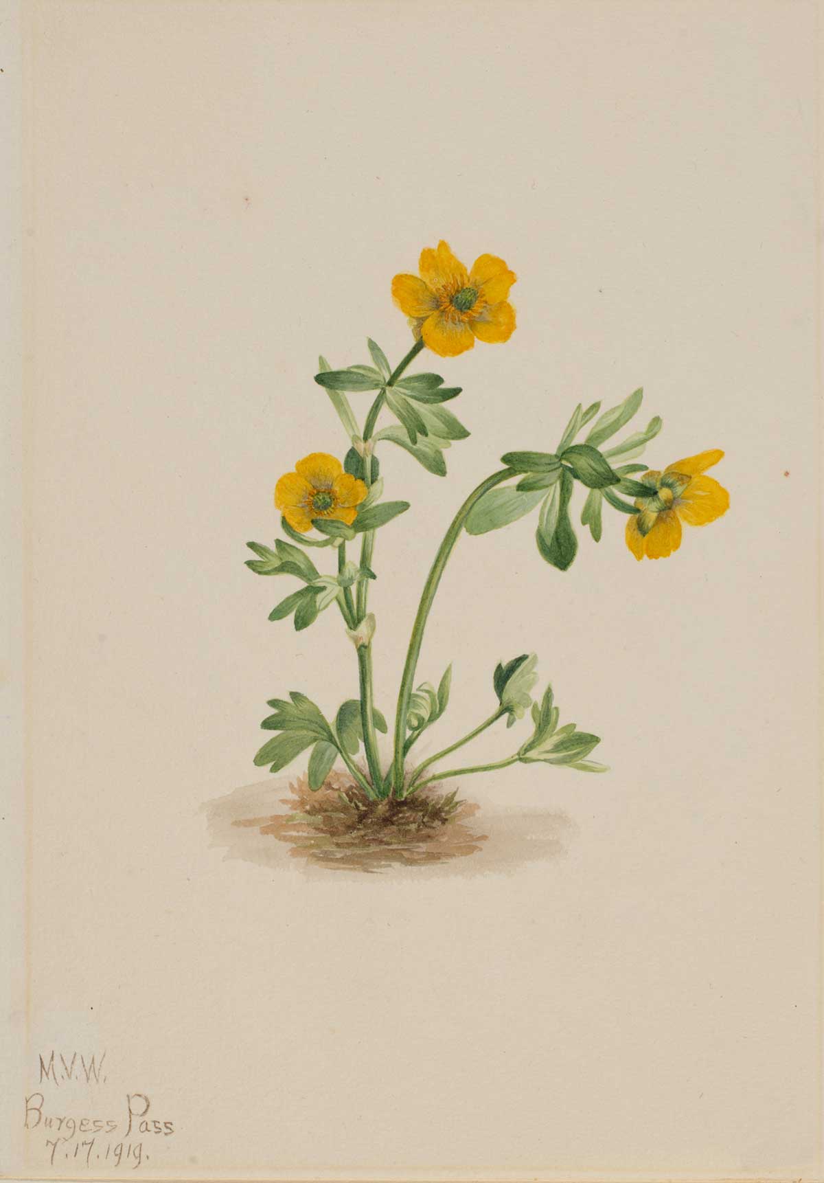 free vintage flower art botanical watercolor study by Mary Vaux Walcott entitled "Avalanche Buttercup (Ranunculus suksdorfii)" for use as spring home decor