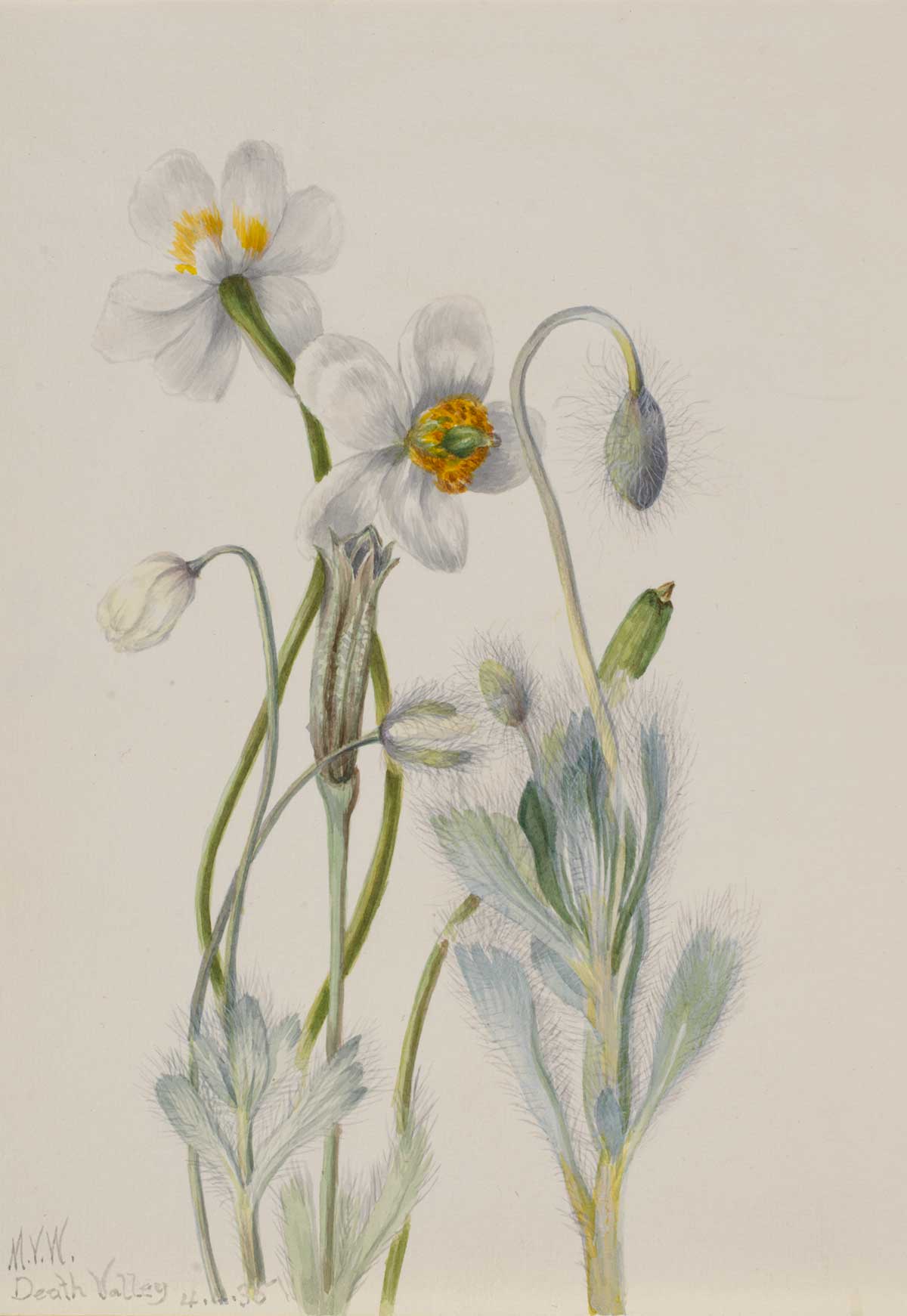 free vintage flower art botanical watercolor study by Mary Vaux Walcott "Bearpoppy (Arctomecon merriami)"