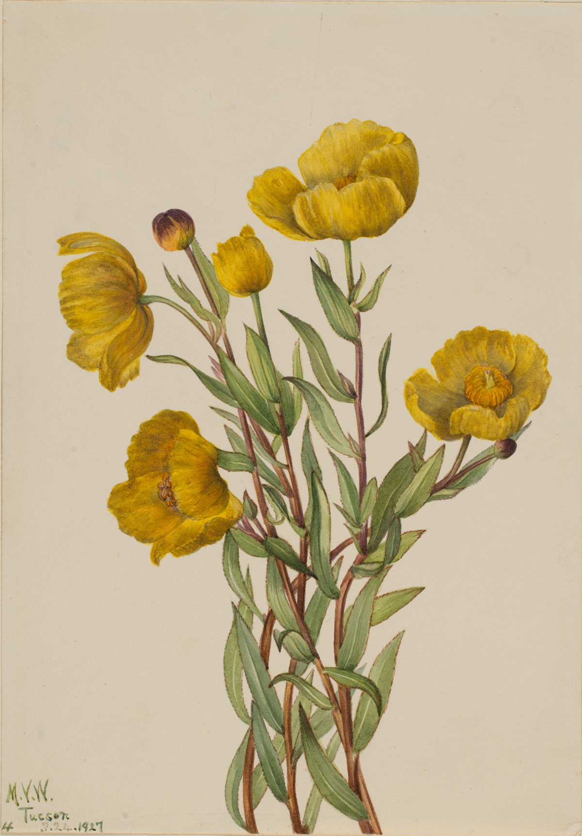 free vintage flower art botanical study by Mary Vaux Walcott entitled "Bushpoppy (Dendromecon rigidum)"