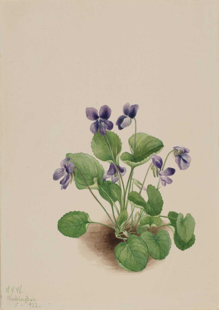 free vintage flower art botanical watercolor study by Mary Vaux Walcott "Butterfly Violet entitled (Viola papilionacea)"