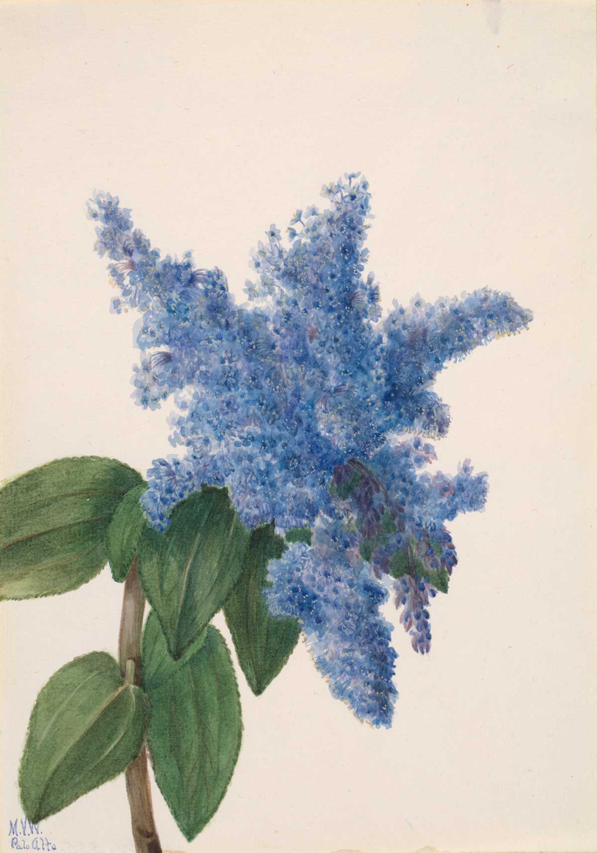 free vintage flower art botanical watercolor study by Mary Vaux Walcott entitled "California Lilac (Ceanothus thyrsiflorus)"