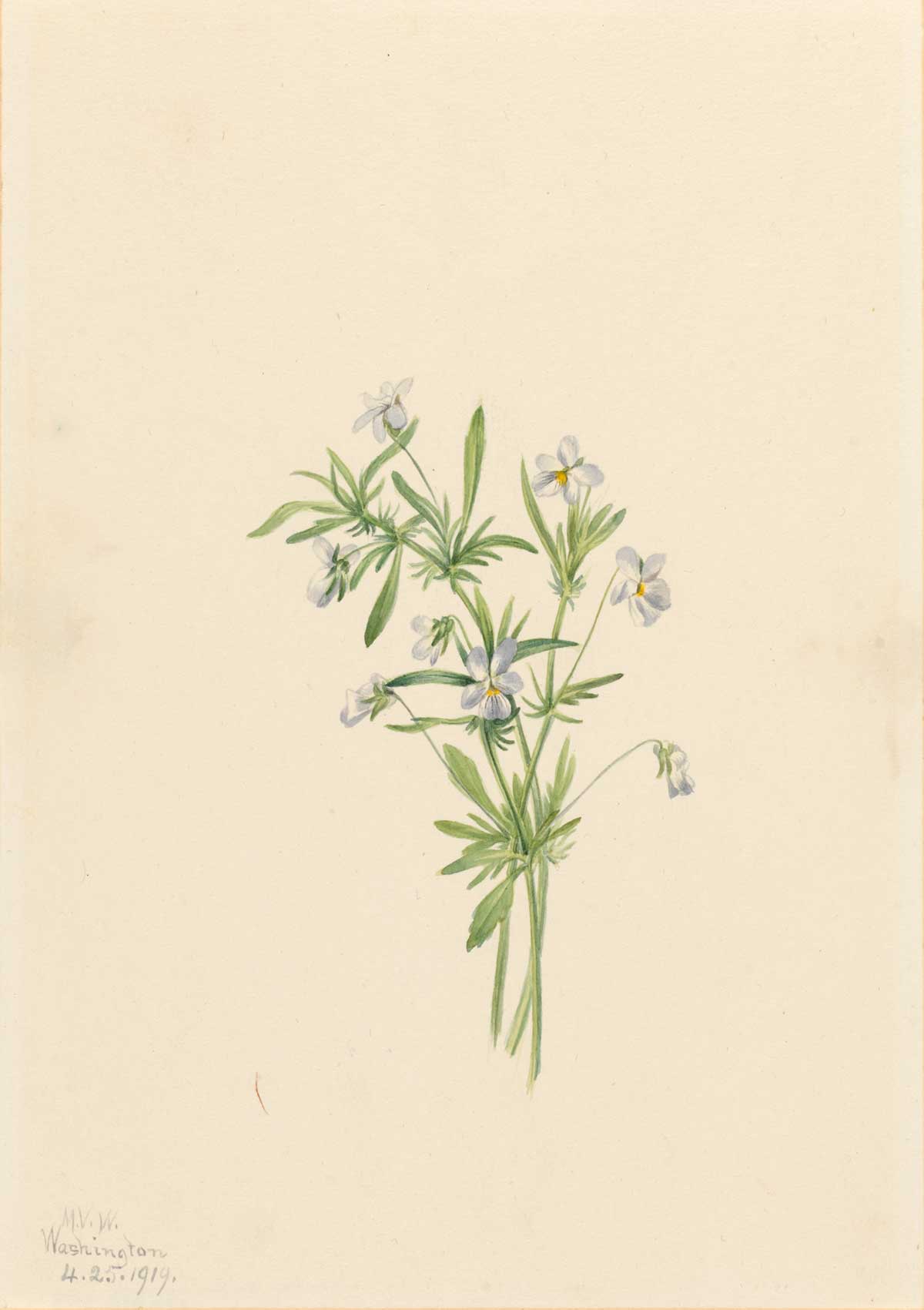 free vintage flower art botanical watercolor study by Mary Vaux Walcott entitled "Field Violet (Viola rafinesquii)"