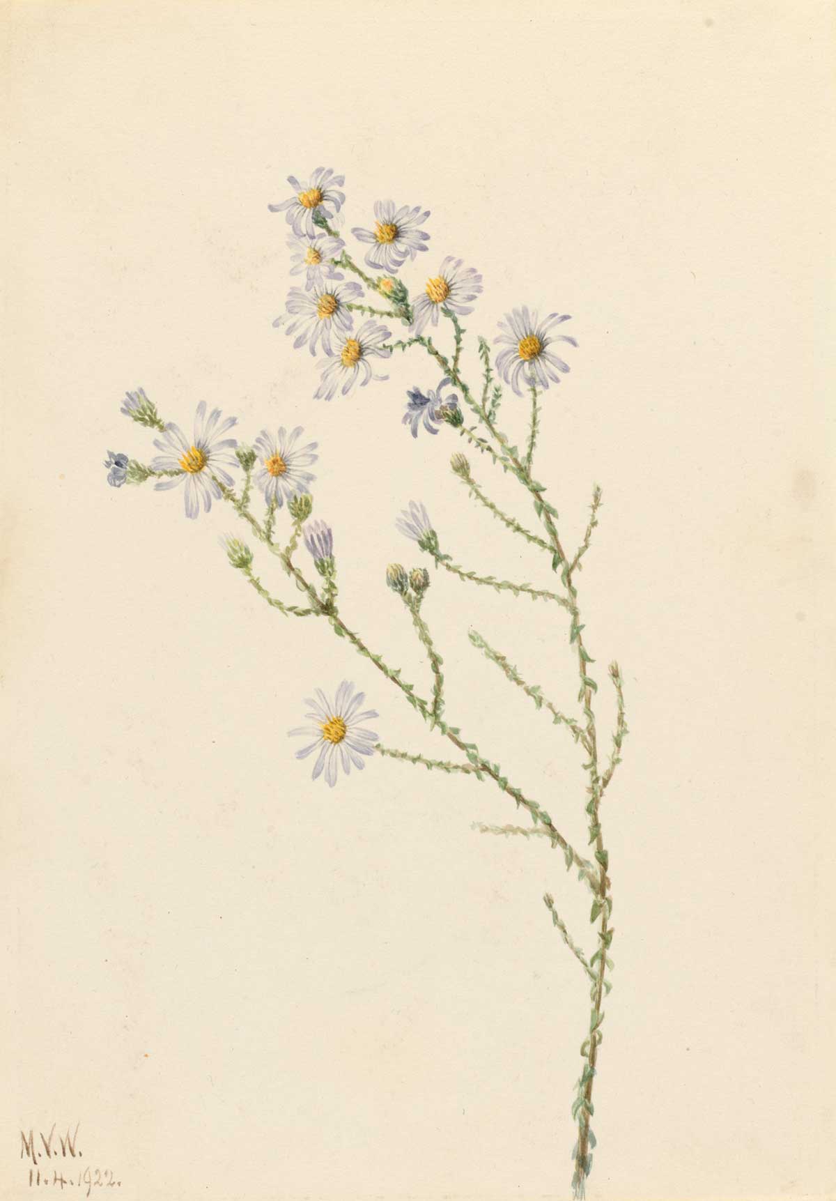 free vintage flower art botanical watercolor study by Mary Vaux Walcott entitled "Pineland Aster (Aster squarrosus)"
