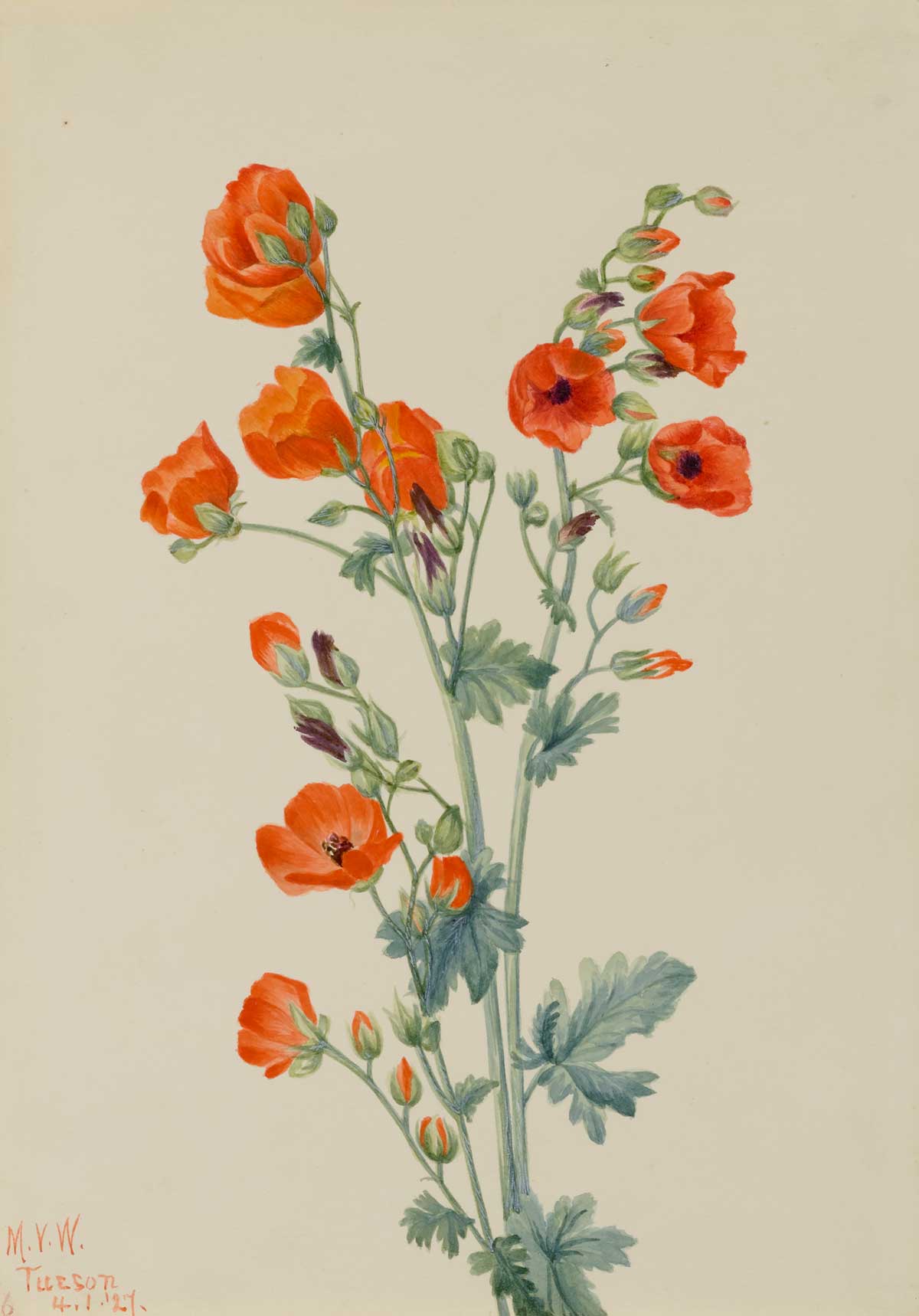 free vintage flower art botanical watercolor study by Mary Vaux Walcott entitled "Scarlet Globe Mallow (Sphaeralcea grossulariaefolia)"