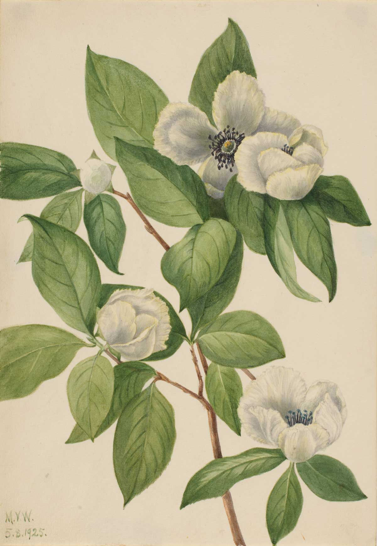 free vintage flower art botanical watercolor study by Mary Vaux Walcott entitled "Virginia Stewartia (Stewartia malachodendron)"