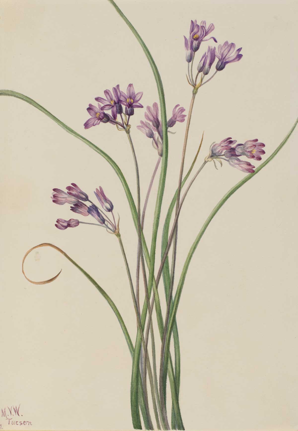 free vintage flower art botanical watercolor study by Mary Vaux Walcott entitled "Wild Hyacinth (Brodiaea pulchella)"