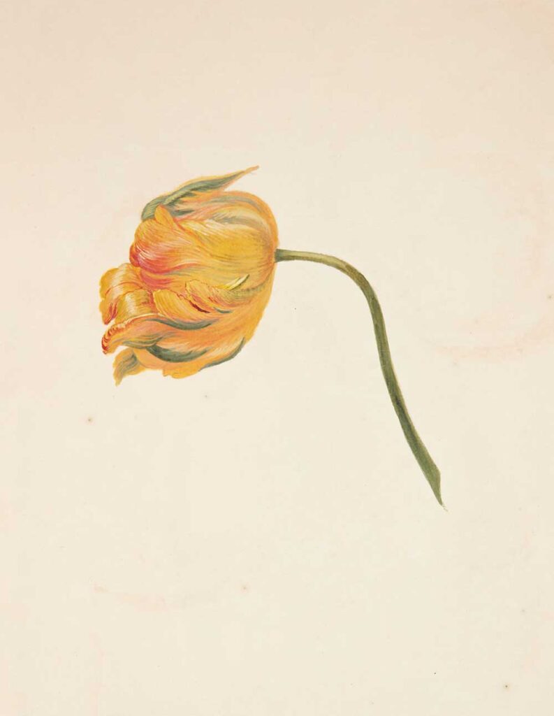 Free vintage flower painting study by Johanna Fosie "Study of a Yellow Tulip (Studie af gul tulipan)" for use as vintage home decor wall art