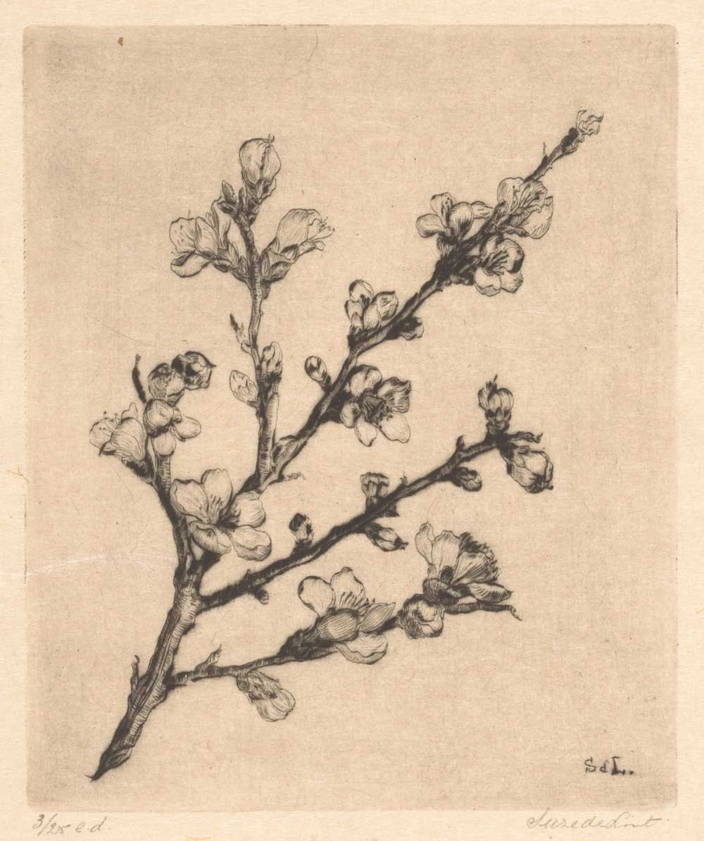 vintage drawing of a peach blossom by Suze de Lint entitled "Peach Blossom (Perzikbloesem)" for use as free printable cottage wall art